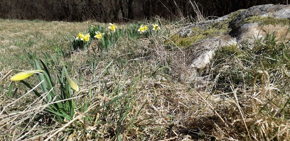 Wilde Narzissen im Naturpark Saar-Hunsrück.