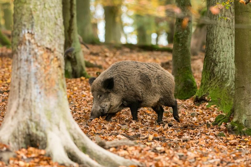 Vorsicht beim Autofahren: In dieser Jahreszeit kommt es vermehrt zu Unfällen mit Wildtieren. Bildnachweis: Tasso e.V./Heike Engelhart