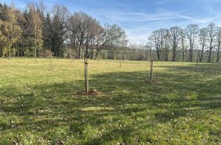 Nach ersten Setzlingen im vergangenen Sommer wurden kürzlich weitere 28 historische Obstbäume eingepflanzt.