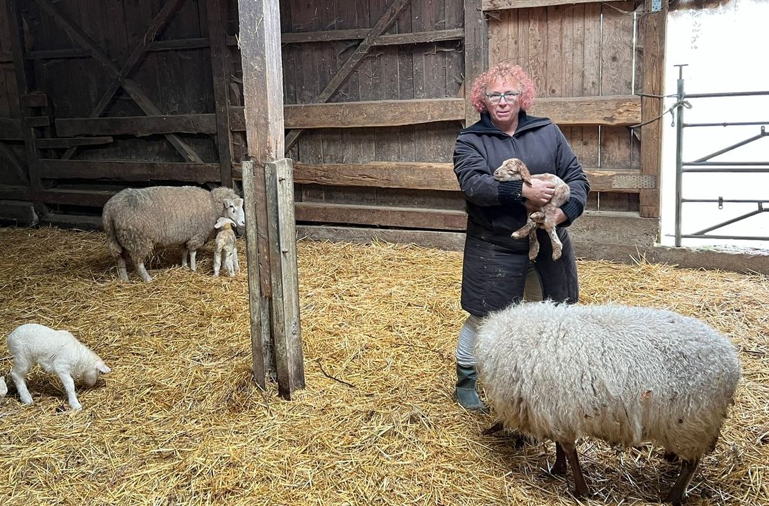 Elke Mießen hält Schafe und Lämmer seit dem Wolfsriss im Stall ihres landwirtschaftlichen Betriebes an der Triftstraße in Höfen.