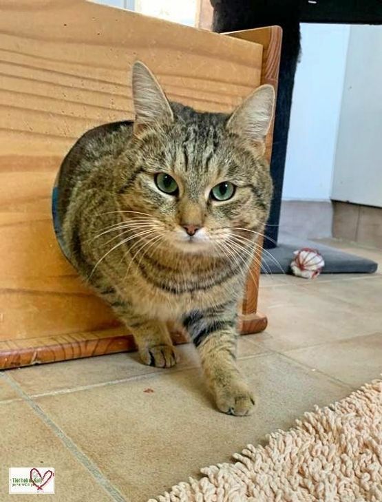 Kater Teddy sucht ein neues Zuhause.