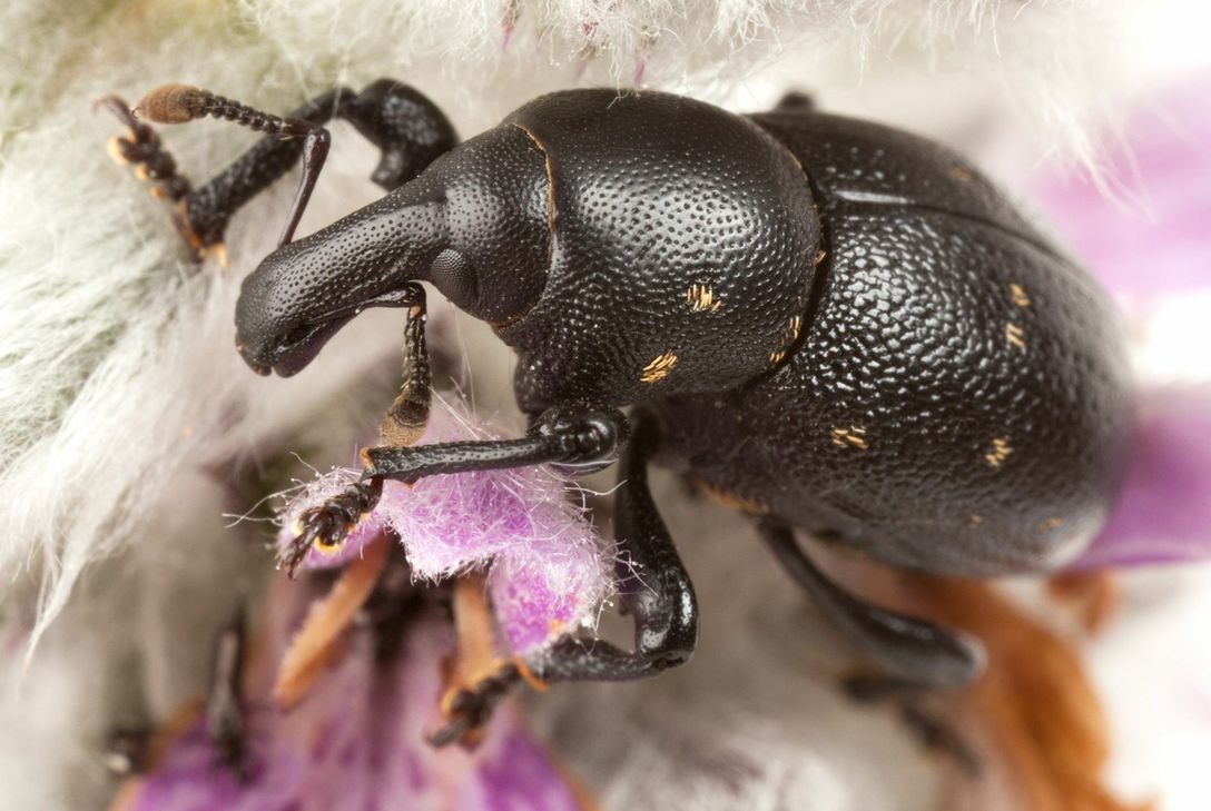 Der Künstler Alain Schumacher legt bei seinen Fotografien den Fokus auf Insekten. Foto: Privat