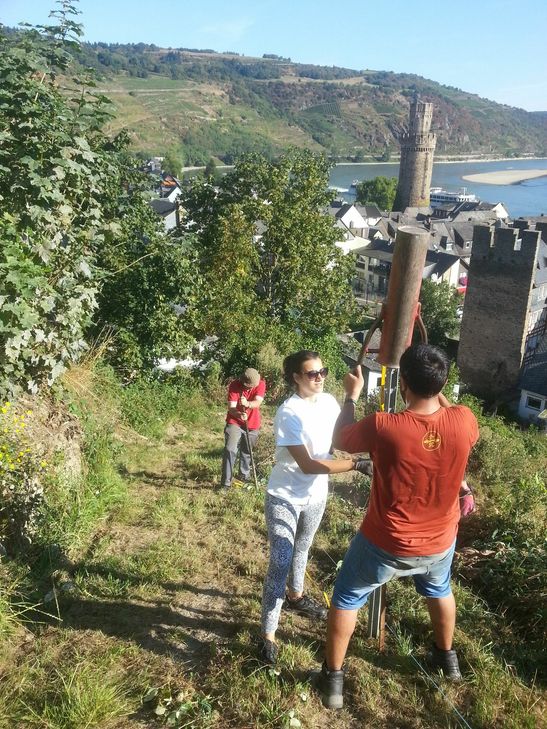 Freiwillige aus aller Welt legen gemeinsam mit der Mittelrhein Riesling Charta einen Weinberg in Oberwesel an. Foto: Bernhard Praß