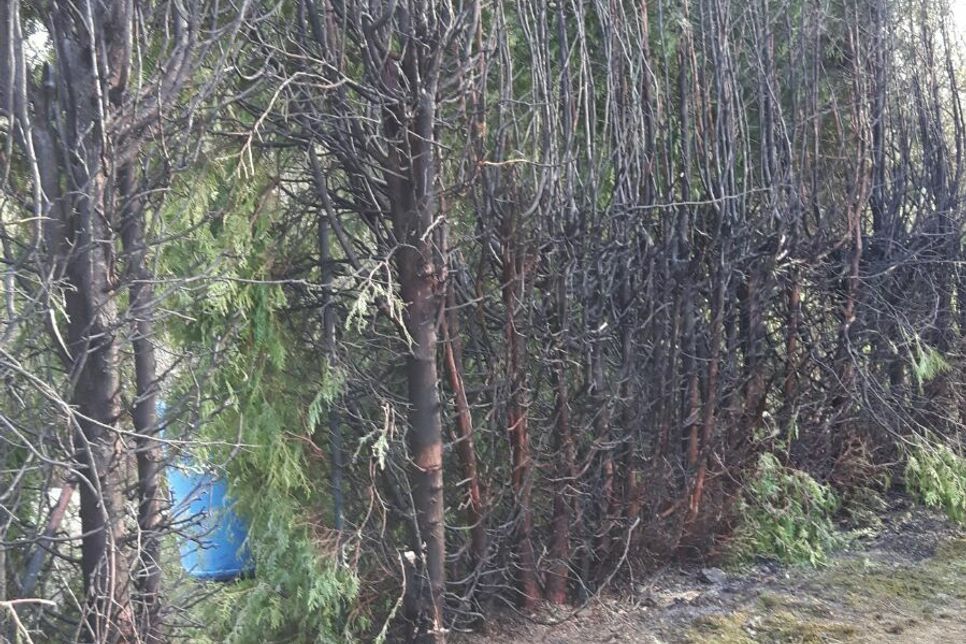 Am Freitagnachmittag gegen 17.45 Uhr wurde die Feuerwehr zum "Mühlenweg" in Waldweiler alarmiert. Vermutlich durch fahrlässige Brandstiftung geriet eine hohe Zypressenhecke und Wiesenfläche in Brand. Foto: Agentur Siko