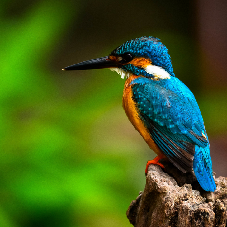Der Eisvogel (Alcedo atthis) ist die einzige in Mitteleuropa vorkommende Art aus der Familie der Eisvögel (Alcedinidae).