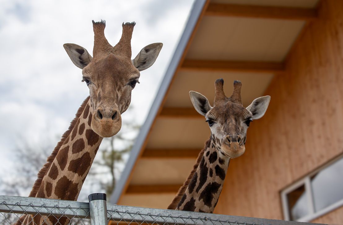 Neue Bewohner, neue Behausung: Die beiden Giraffen Elli und Fränky haben sich im neuen Giraffenhaus in der Umalessa-Savanne bestens eingelebt.