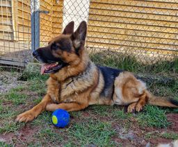 Jasper sucht ein neues Zuhause.
