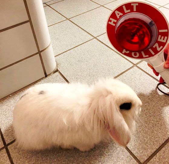 Das gerette Kaninchen kommt jetzt in die Obhut des Bad Kreuznacher Tierheims.