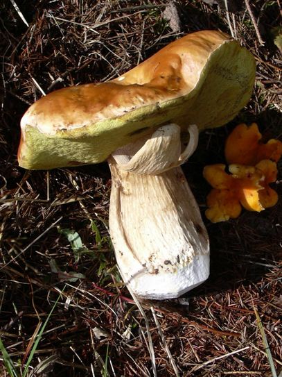 Die Pilze sprießen. Beim Sammeln dieser Delikatessen im Wald sind jedoch einige Regeln zu beachten. Foto: Regionalforstamt