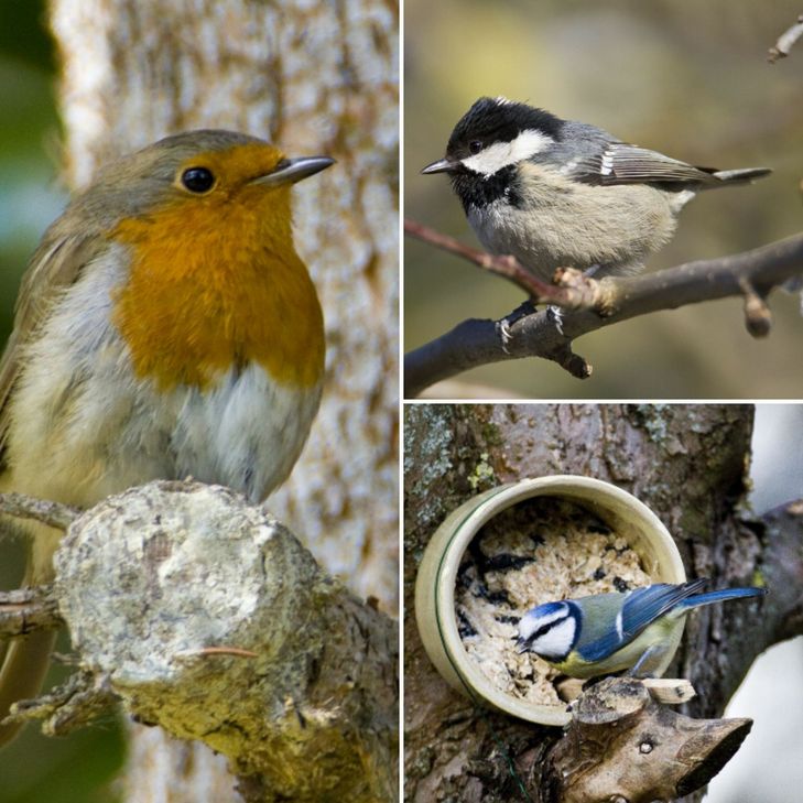 Auch das Rotkehlchen (li.), die Tannenmeise (re. oben) und die  Blaumeise (re. unten) gehören zu den Piepmätzen, die bei der Stunde der Wintervögel im Kreis Euskirchen gezählt werden. Fotos: Günter Lessenich/NABU Euskirchen