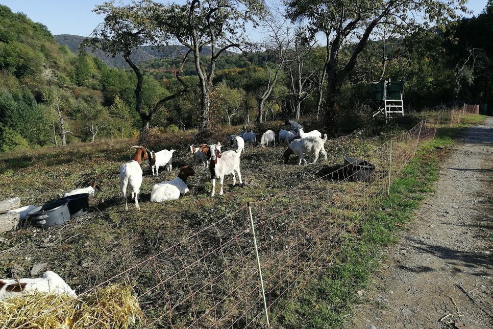 Im Naturschutzgebiet „Hintere Dick-Eisenbolz“ werden Ziegen eingesetzt, die dort beispielsweise die Lebensräume für einige Vogelarten „freifressen“. (Foto: Peter Breuer/SGD Nord)