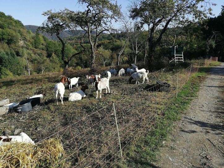 Im Naturschutzgebiet „Hintere Dick-Eisenbolz“ werden Ziegen eingesetzt, die dort beispielsweise die Lebensräume für einige Vogelarten „freifressen“. (Foto: Peter Breuer/SGD Nord)