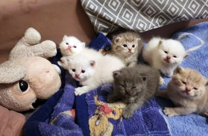 Katzenschwemme beim Tierheim Idar-Oberstein.