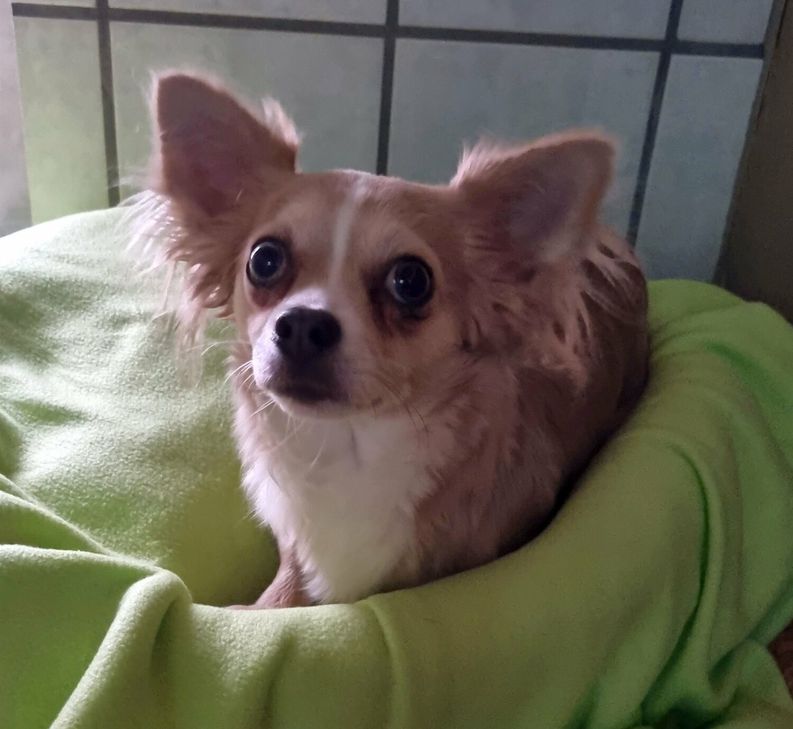 Diese Langhaar Chiuahua Hündin wurde ausgesetzt.