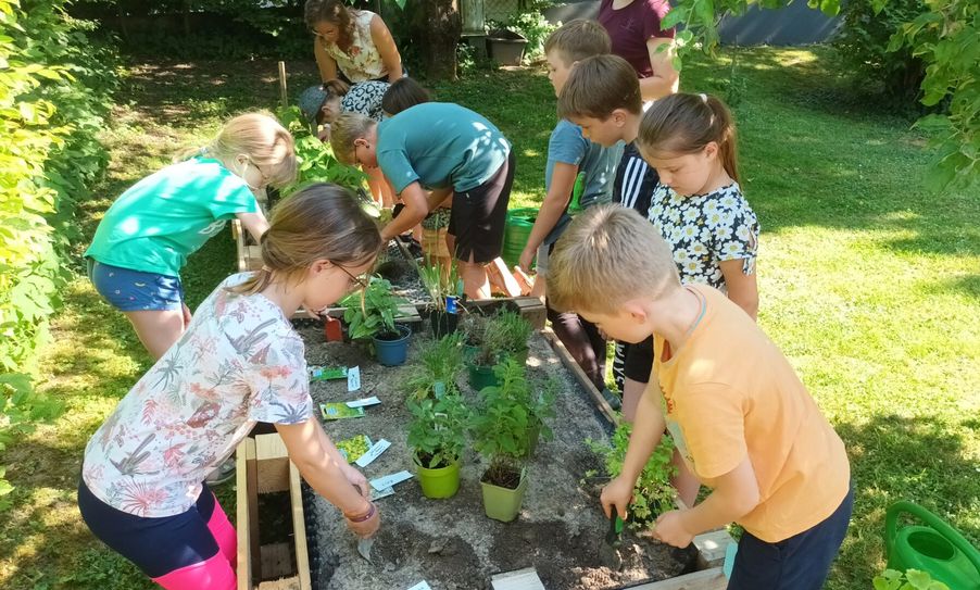 Die Stiftung für Mensch und Umwelt lädt zur Aktion „Kräuterkids“ im Rahmen des "Deutschland summt!"-Pflanzwettbewerbs ein