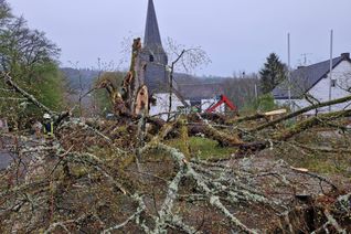 Die Dorflinde in Dedenborn ist auseinandergebrochen.