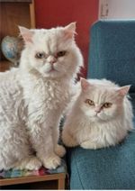 Duchesse und Marquis suchen ein neues Zuhause.