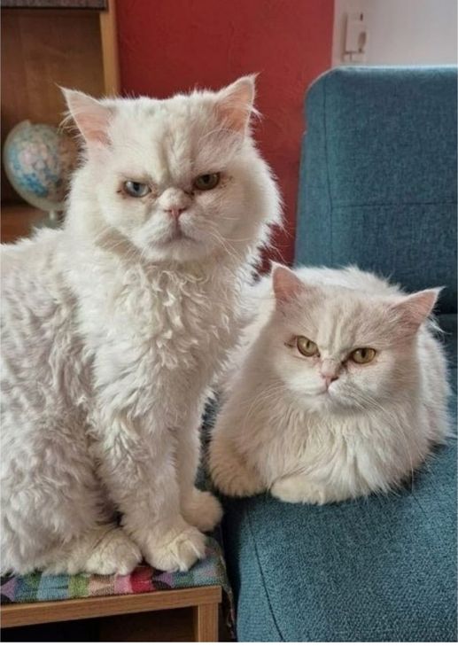Duchesse und Marquis suchen ein neues Zuhause.