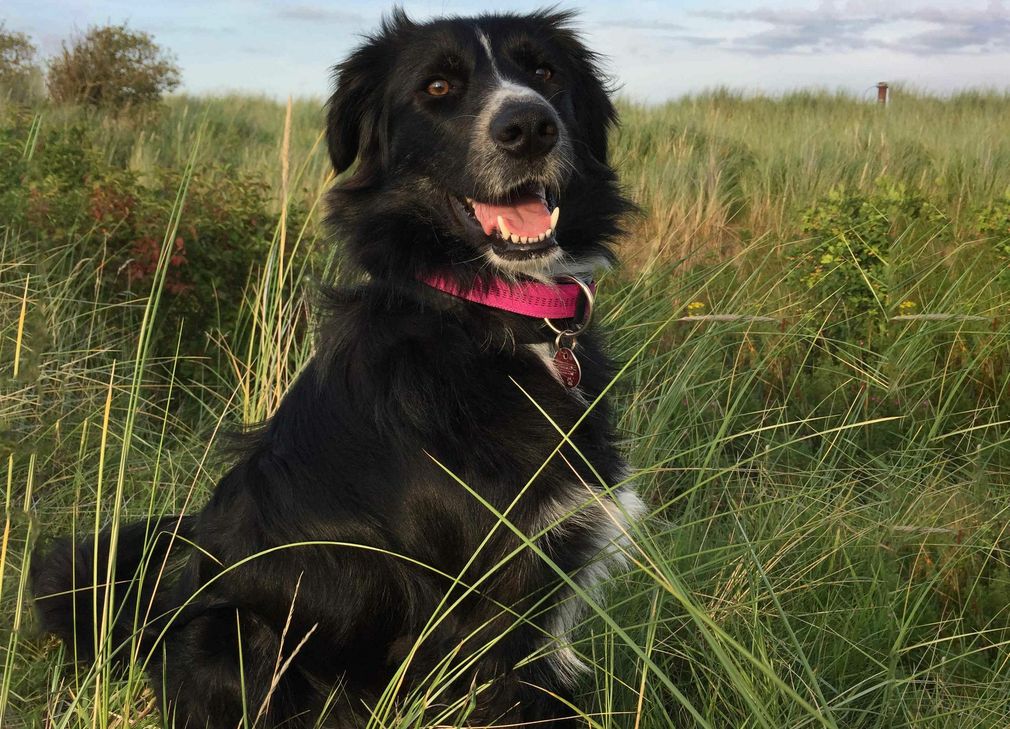 Mit einer gründlichen Vorbereitung steht einer erholsamen Urlaubsreise mit dem Hund nichts im Wege. Foto: Symbolbild/TASSO e.V.