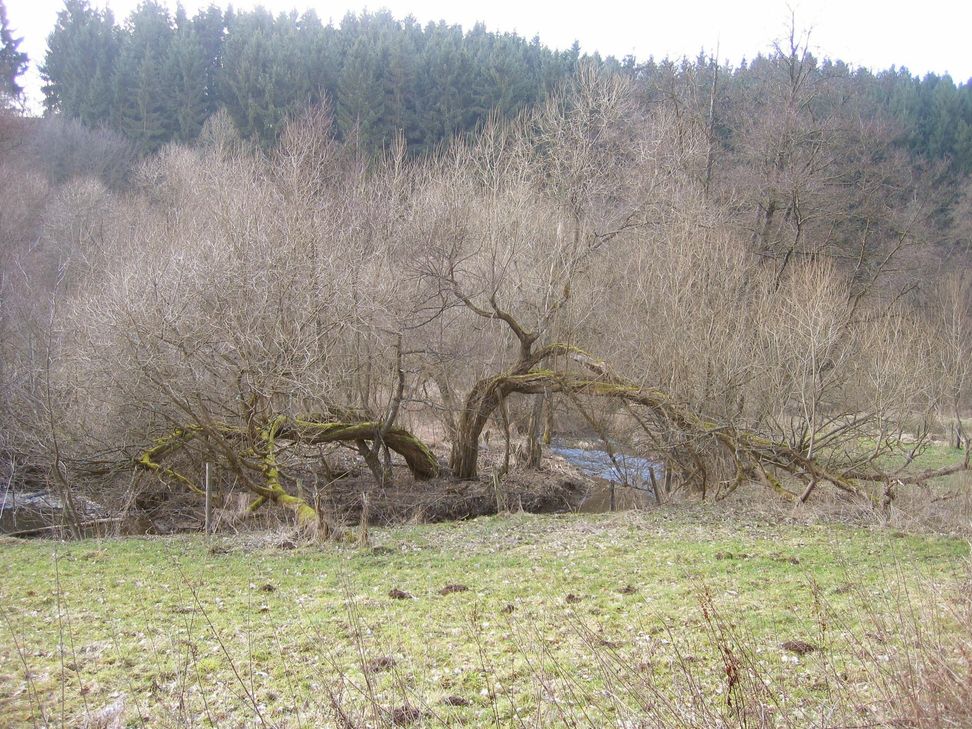 Eine bizarre Szenerie zeigt sich am Armuthsbach. Foto: Natur Aktiv Erleben.