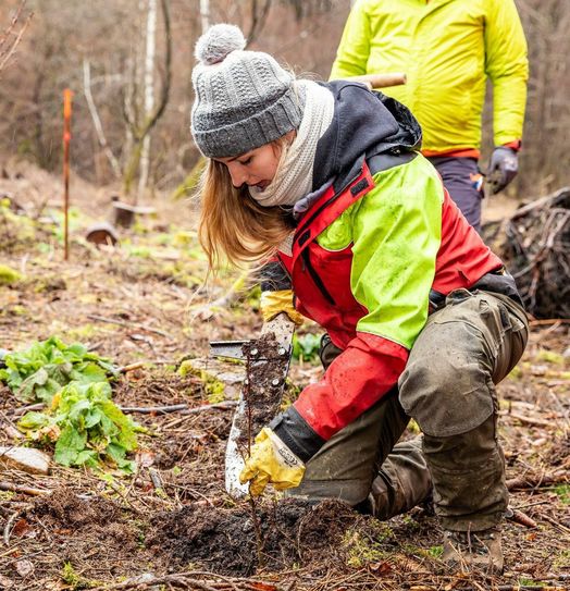 Hier werden neue Bäume gepflanzt.  Zu den klimastabilen Baumarten, die nun gepflanzt worden sind, gehören unter anderem Weißtannen, Buchen und Eichen. Foto: Landesforsten.RLP.de / Jonathan Fieber