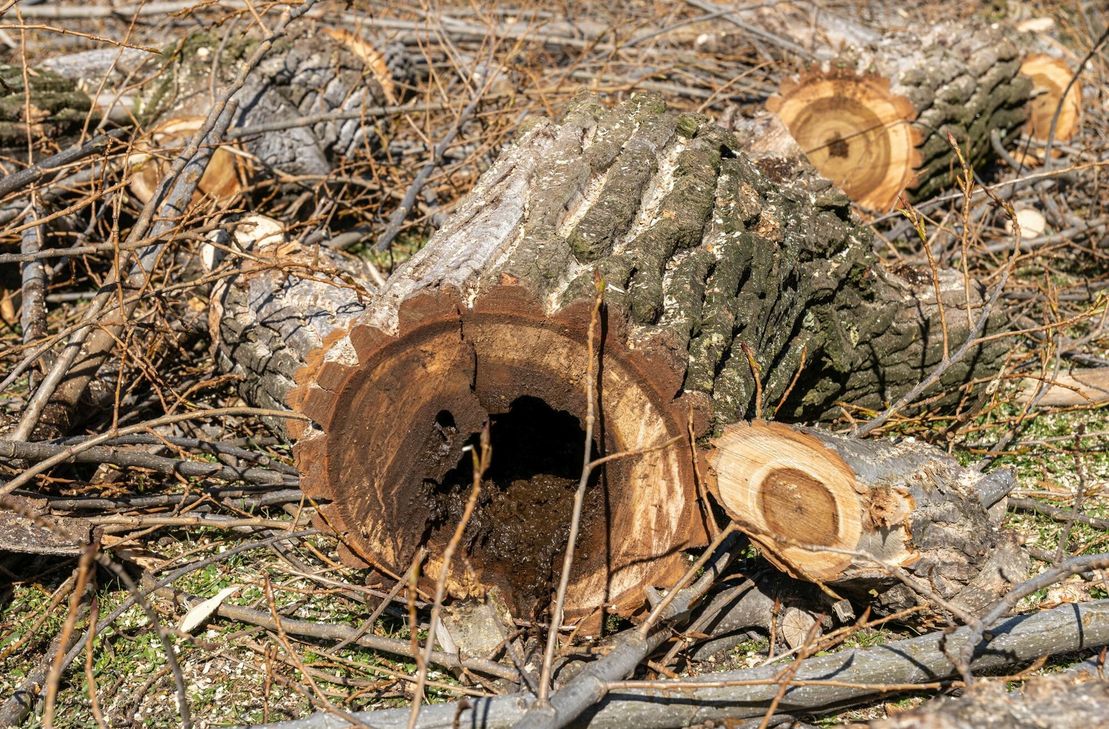 Morsche oder faulige Äste sind eine Gefahr für Spaziergänger, wenn sie die Last nicht mehr tragen können und herabstürzen. Auf diesen Bildern sind die Schäden im Inneren der Schwarzpappel deutlich zu erkennen.