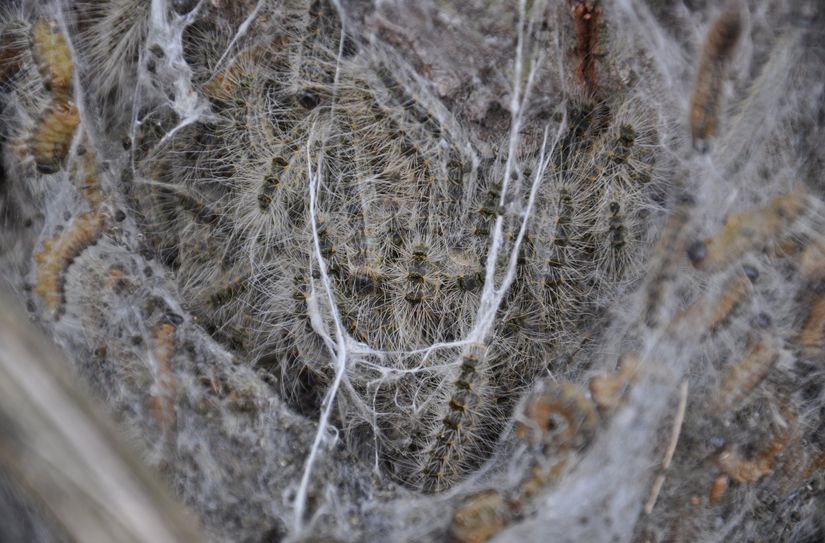 Eichenprozessionsspinner.