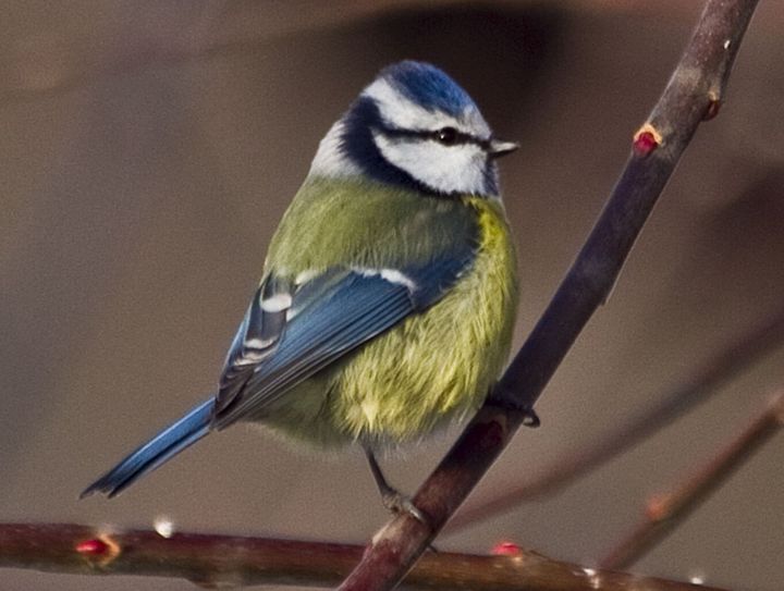 Die Blaumeise dürfte von vielen Naturfreunden beobachtet werden.