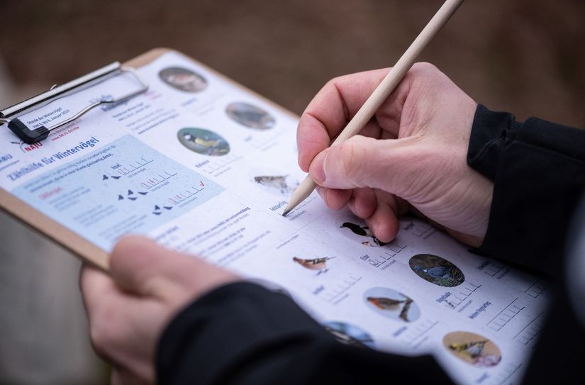 So sieht der Bogen aus, der das Zählen der Wintervögel einfacher macht.
