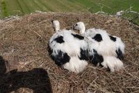 Insgesamt sechs Jungstörche wurden bei der diesjährigen Aktion "OIE Storchenliebe" beringt.