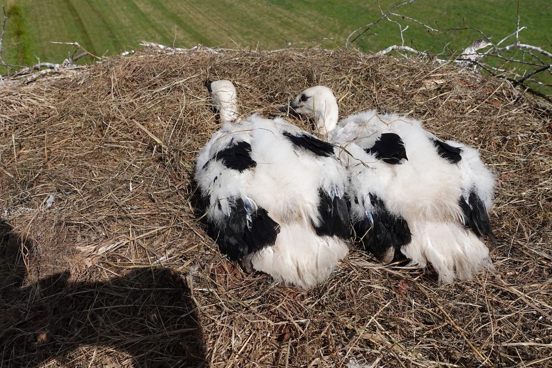 Insgesamt sechs Jungstörche wurden bei der diesjährigen Aktion "OIE Storchenliebe" beringt.