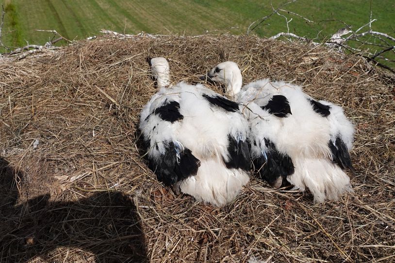 Insgesamt sechs Jungstörche wurden bei der diesjährigen Aktion "OIE Storchenliebe" beringt.