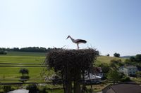 Insgesamt sechs Jungstörche wurden bei der diesjährigen Aktion "OIE Storchenliebe" beringt.