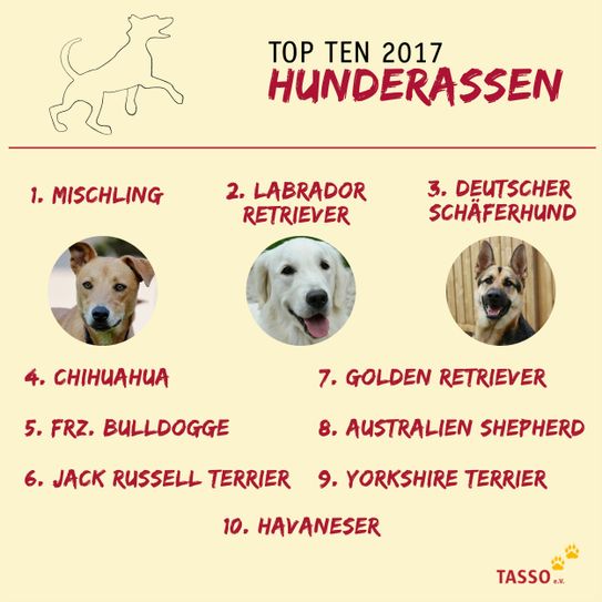 Die TASSO-Statistik der beliebtesten Hunderassen 2017. Foto: TASSO e.V. / Pixabay