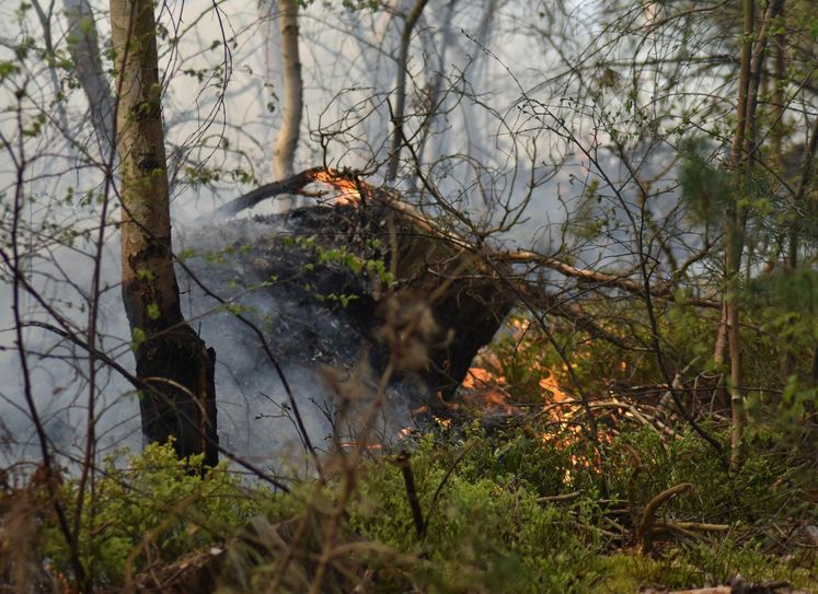 Im Unterholz brannte es. Foto: Christian Blumenthal/Feuerwehr Heimbach