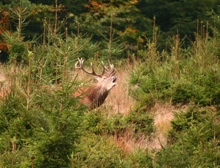Ein Hirsch verletzte eine Wanderin gestern schwer. Foto: Archiv