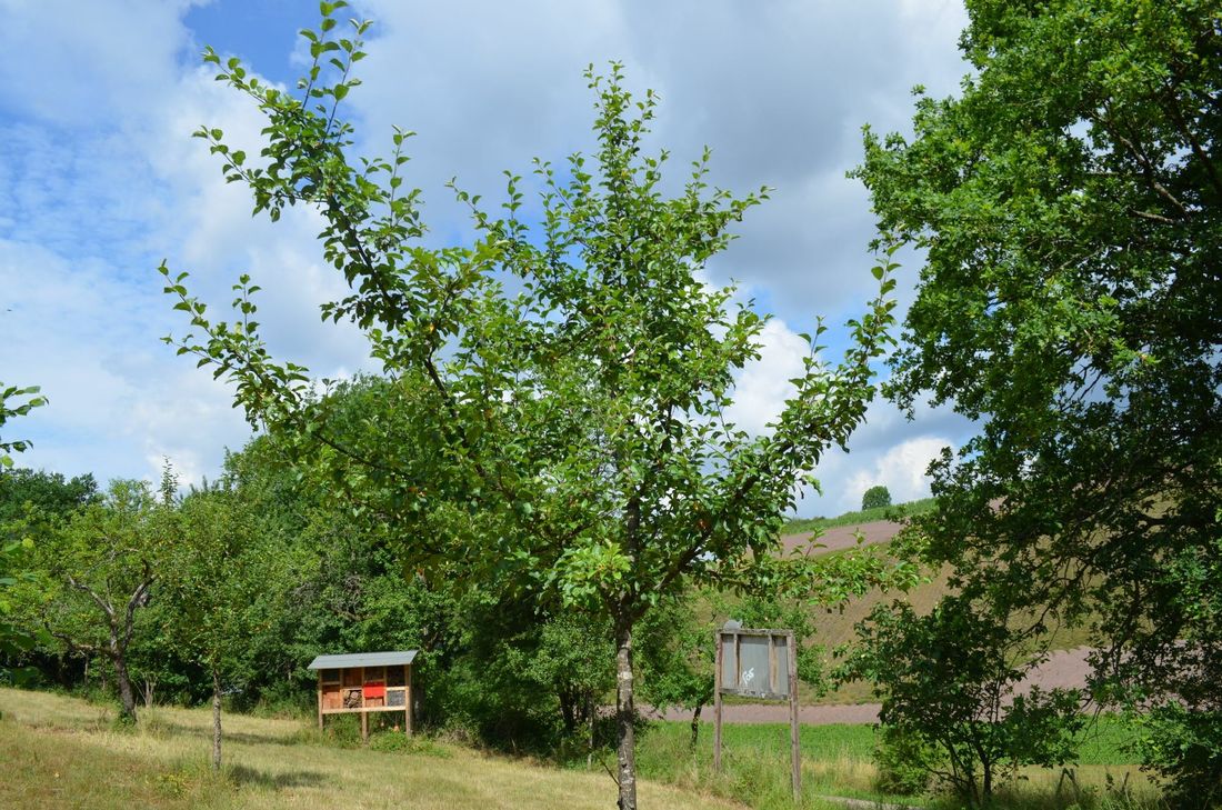 Die Streuobstwiese. Foto: JU