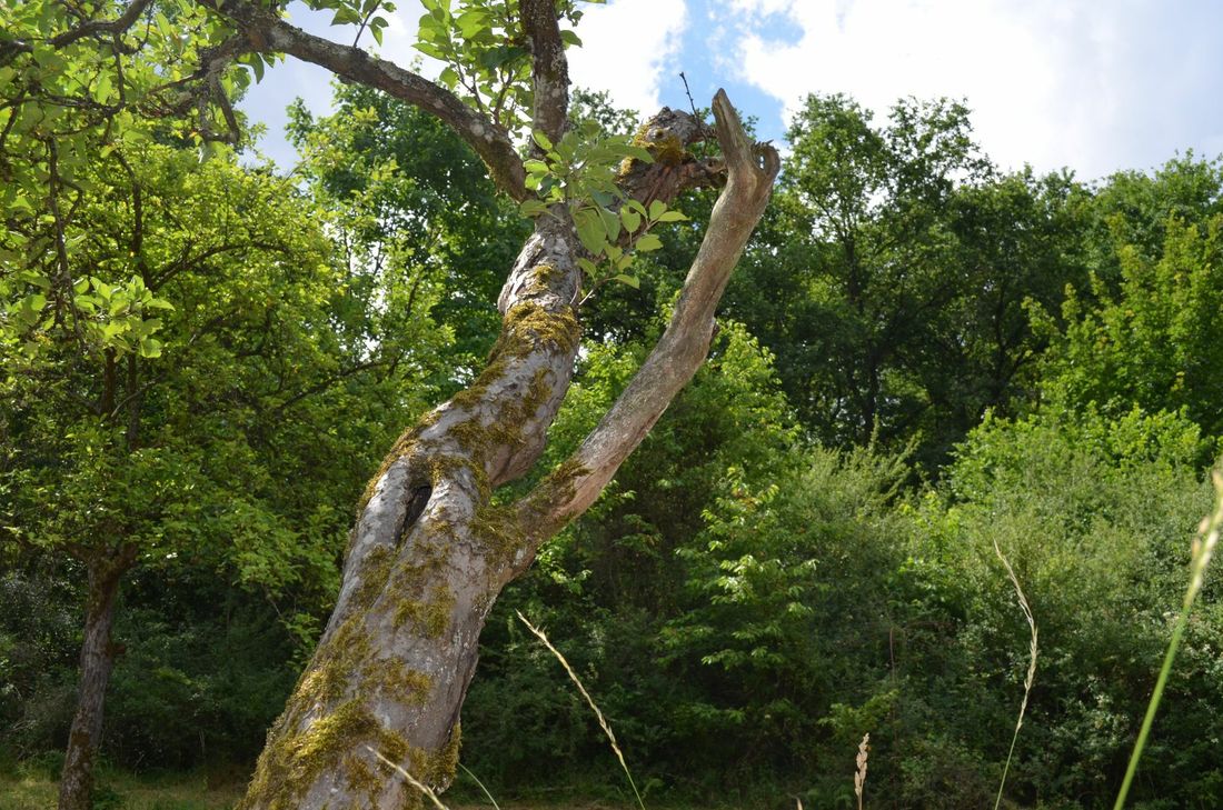 Hohle Obstbäume geben Vögeln Platz zum Nisten. Foto: JU