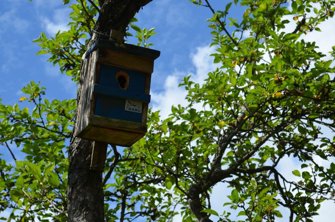 An den Bäumem finden sich überall Nistkästen. Foto: JU