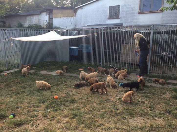 21 Welpen der insgesamt 53 Welpen, die befreit wurden, werden nun im Remagener Tierheim aufgepäppelt.