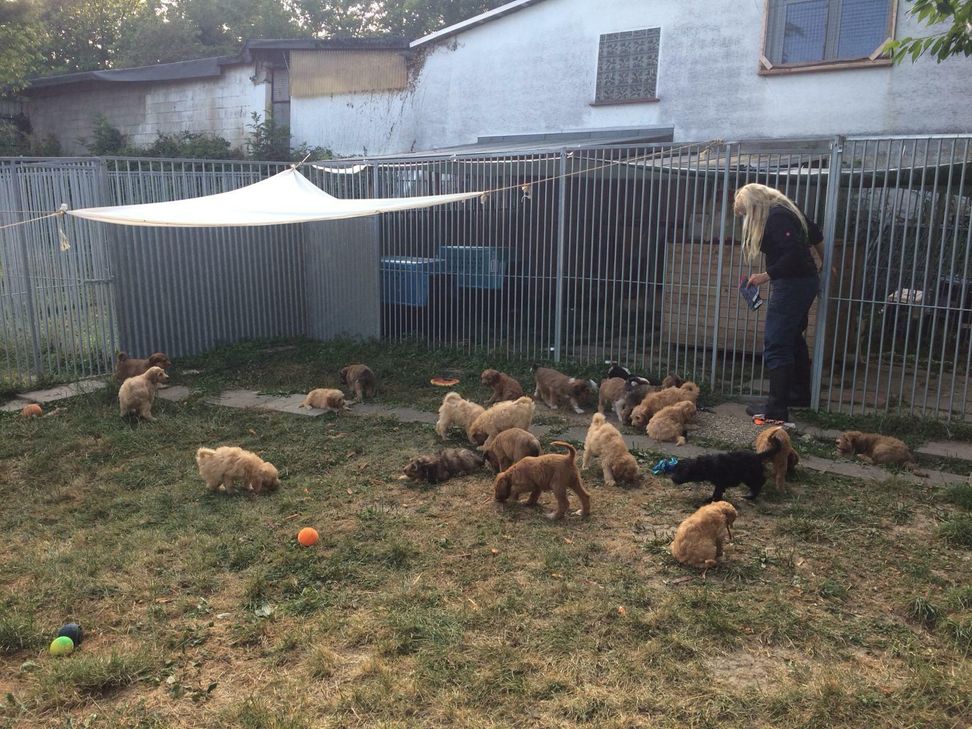 21 Welpen der insgesamt 53 Welpen, die befreit wurden, werden nun im Remagener Tierheim aufgepäppelt.