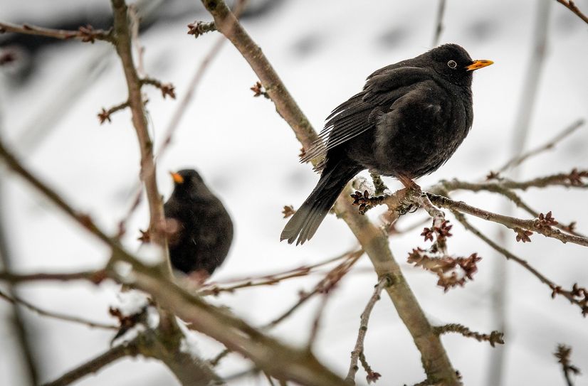 Hecken und Bäume bieten einen wichtign Lebensraum für Singvögel, Insekten, Käfer und Kleinsäuger.