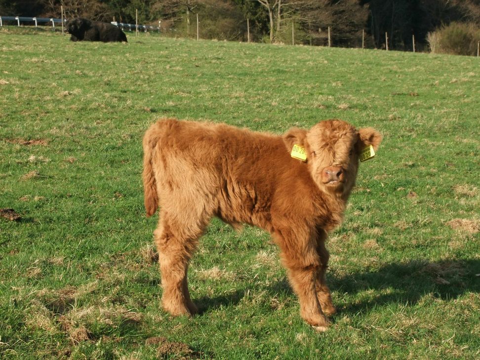 Emma, Pauline, Elsa oder Goldie? Wie soll unser Serien-Kälbchen nun heißen? Foto: Fischer
