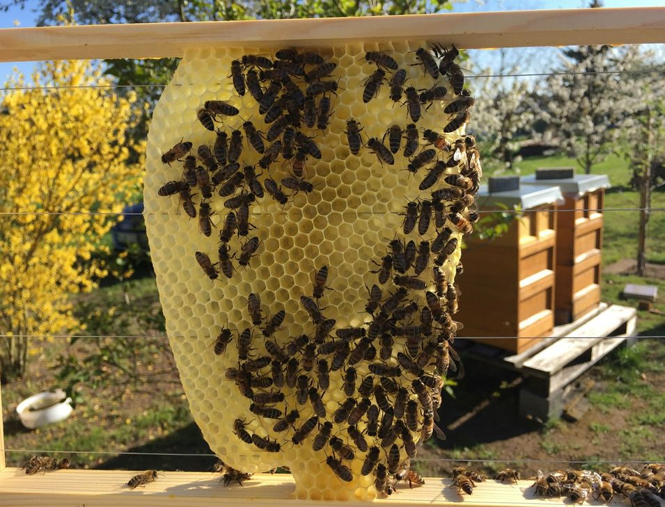 Die Bienen waren 2022 sehr fleißig, so dass eine gute Honigernte verzeichnet werden konnte.