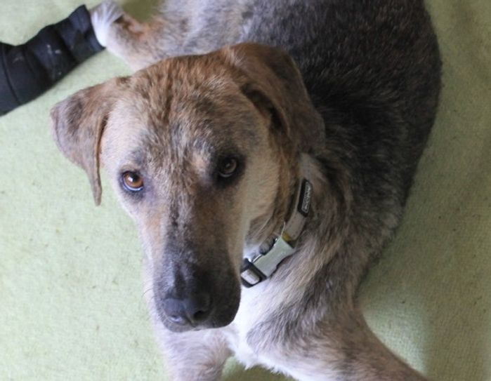 Aiden ist ein Hund mit Handicap und kann sich nicht selbst versorgen. Foto: FF