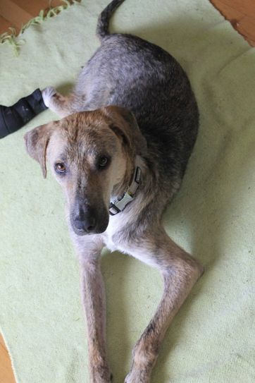 Aiden ist ein Hund mit Handicap und kann sich nicht selbst versorgen. Foto: FF