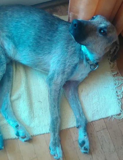 Aiden ist ein Hund mit Handicap und kann sich nicht selbst versorgen. Foto: FF