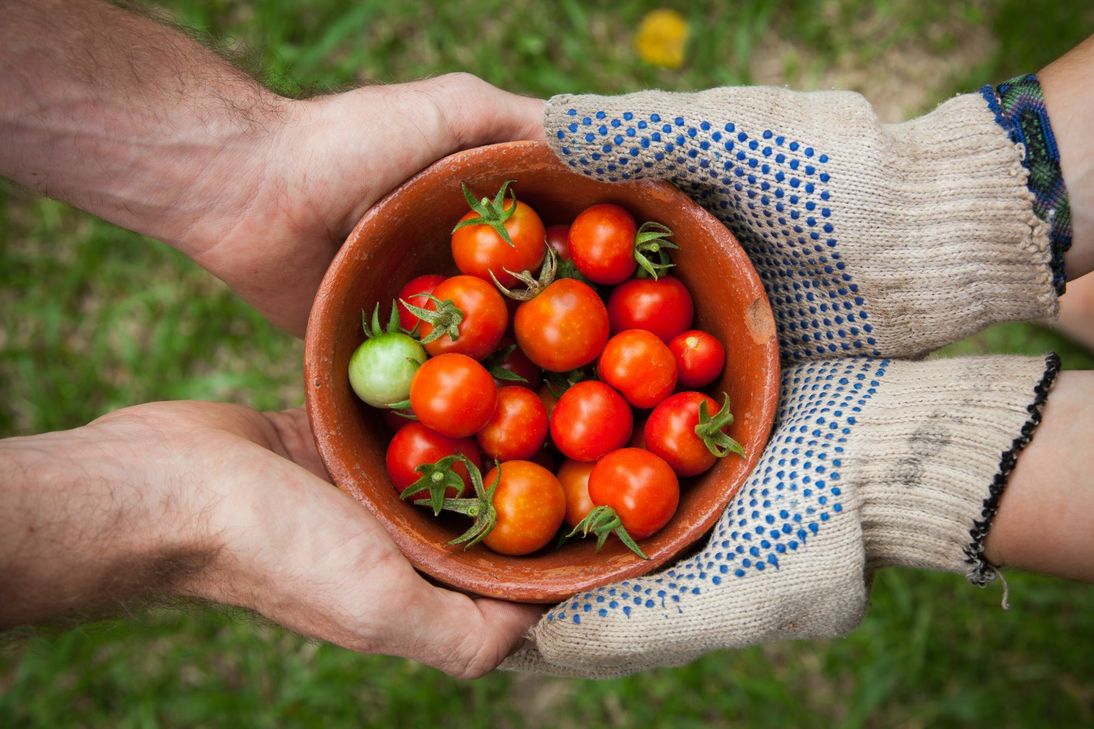 Zu viele Tomaten? Für frisches Gemüse finden sich immer dankbare Abnehmer. Themenbild: Elaine Casap/unsplash.com