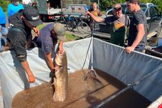Die Mitglieder des Angelvereins konnten einige Fische, wie diesen Wels, retten.