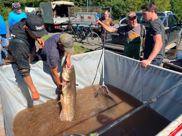 Die Mitglieder des Angelvereins konnten einige Fische, wie diesen Wels, retten.